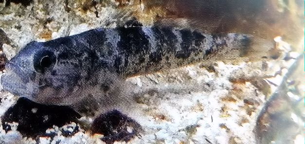 Gammogobius steinitzi_02